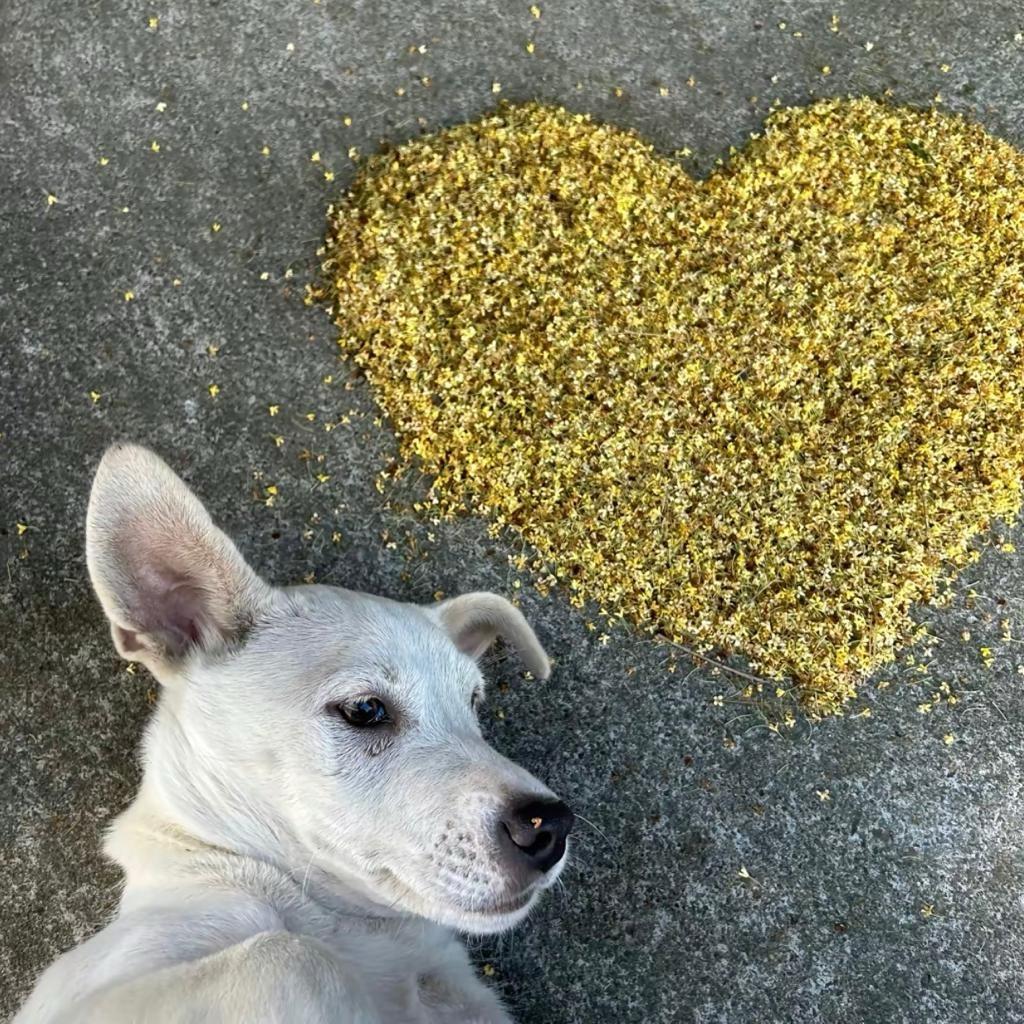 脆皮儿瓜-