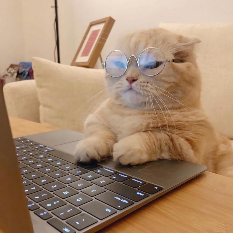喝可乐的猫（每日上新）