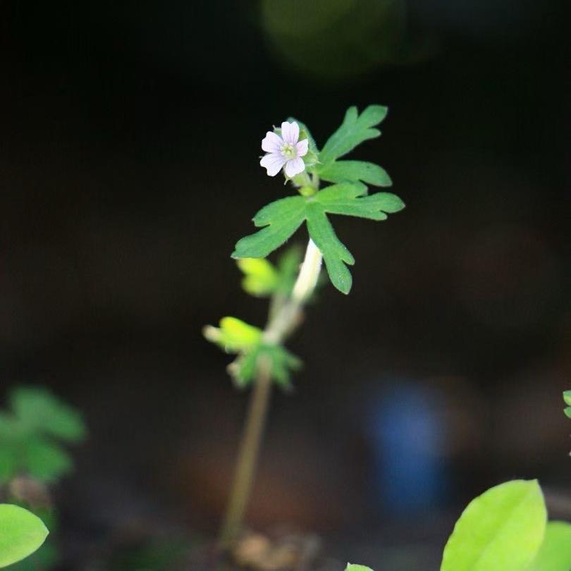 茶知味🍃