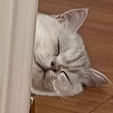 托鲁斯