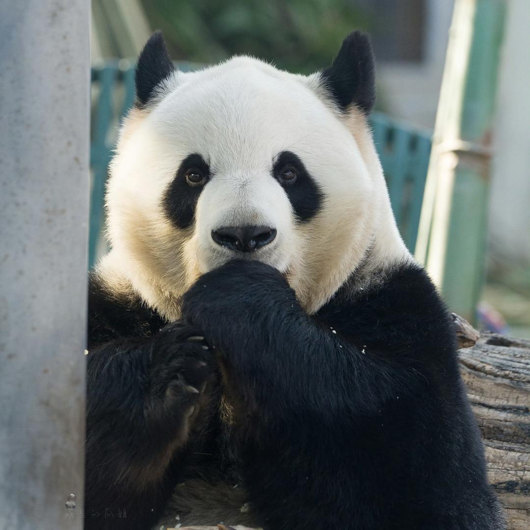 奶酱就酱🌸（见过萌兰版）