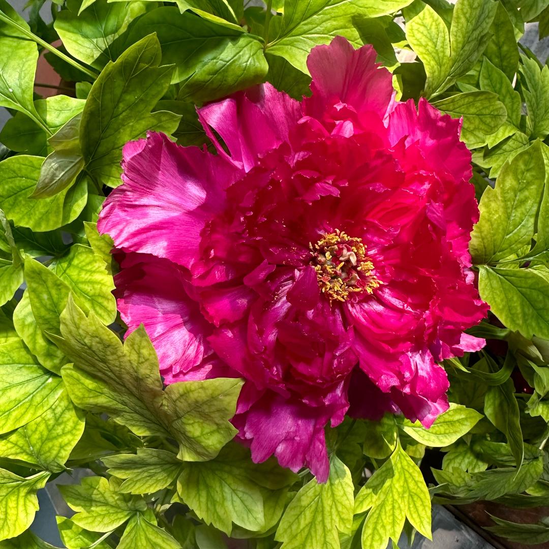 阿菊💕