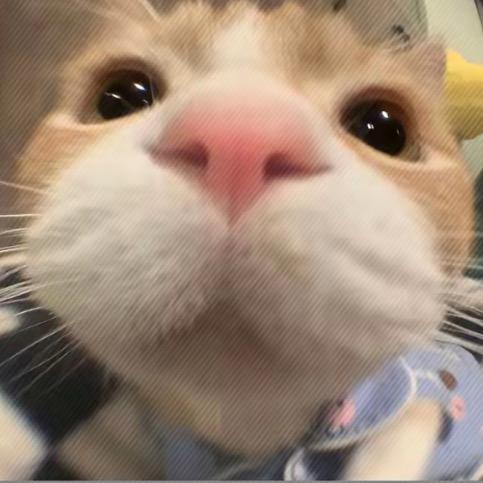 凑过来干嘛