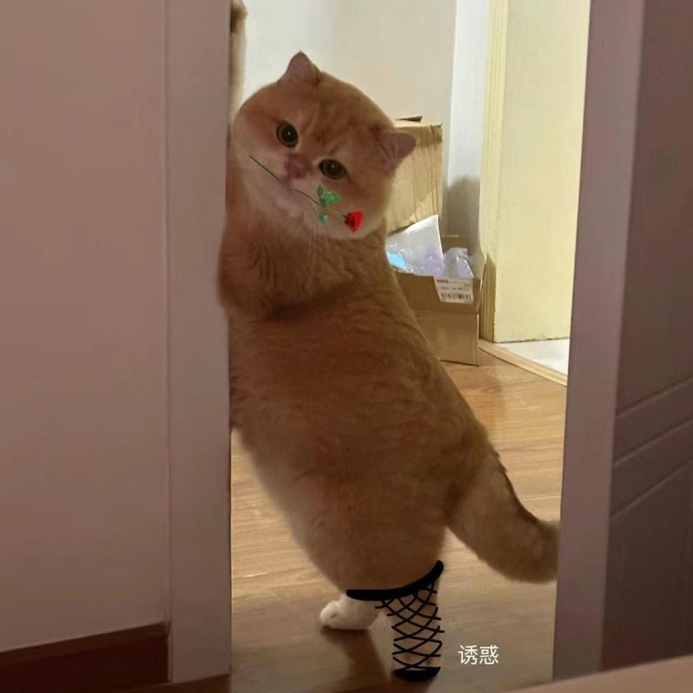 小猫🤔