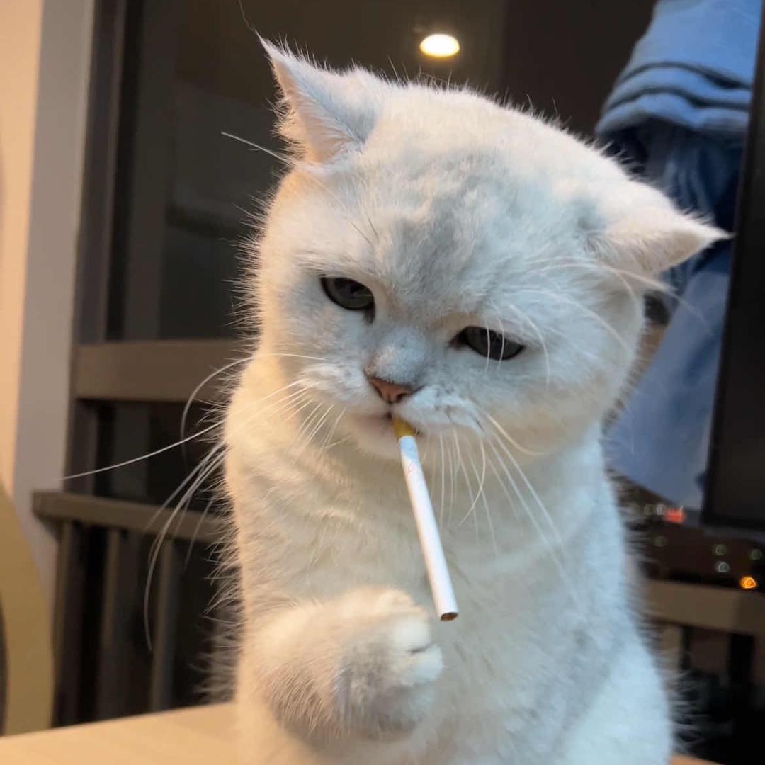 璃梦（三角洲炼金术师）