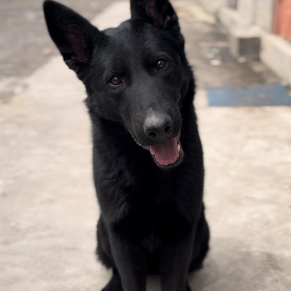 潍坊赛德犬业
