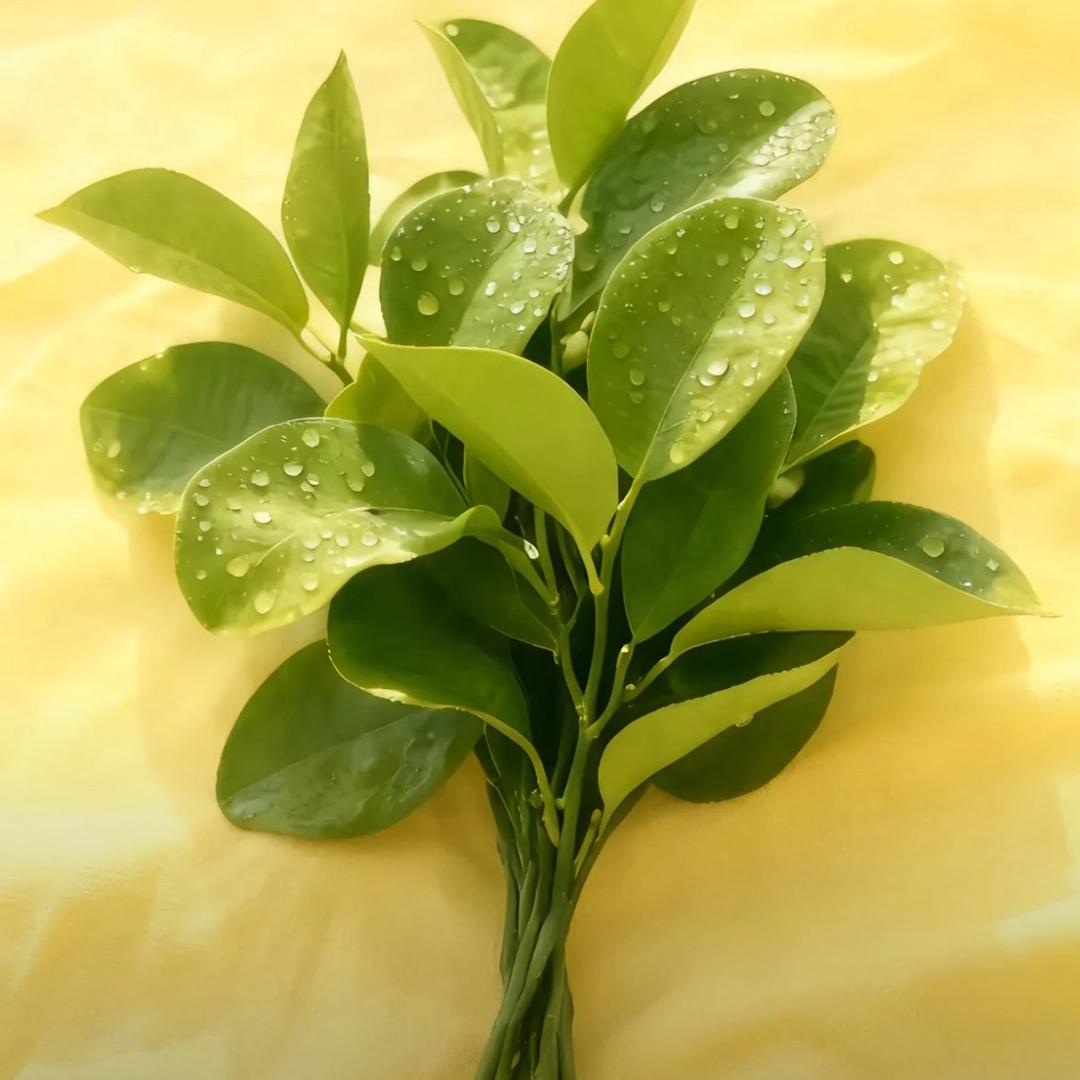 🌱ᐝ幸ꫛ运ഒᩚ࿐