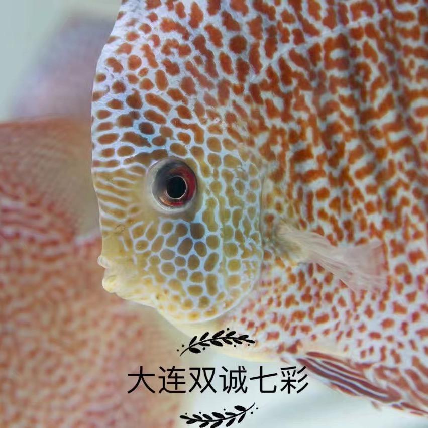 双诚水族改小号直播，搜双诚七彩