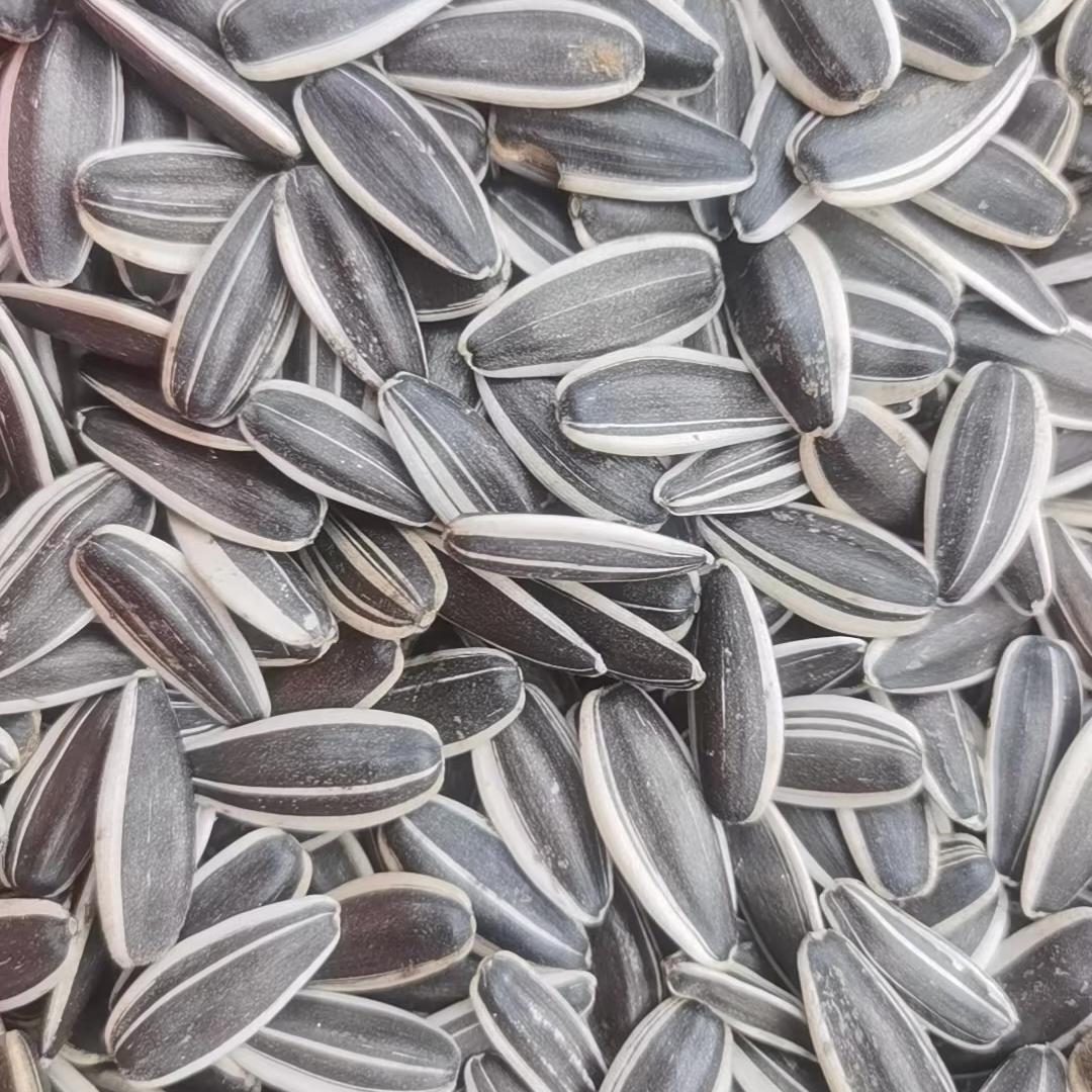 胖嘟嘟瓜子优选