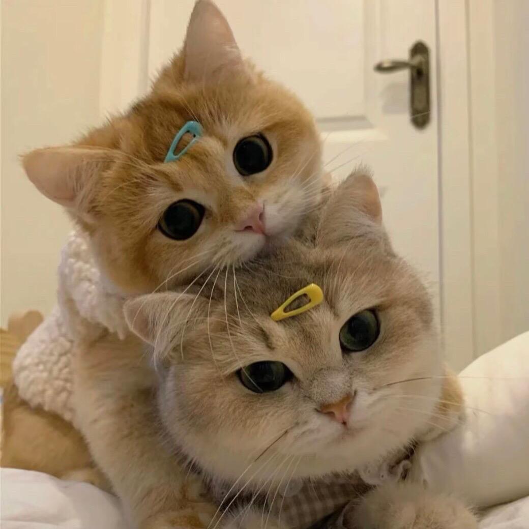 香菜的菜（记录生活）