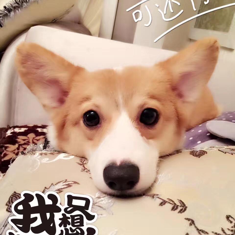 白又白🌈