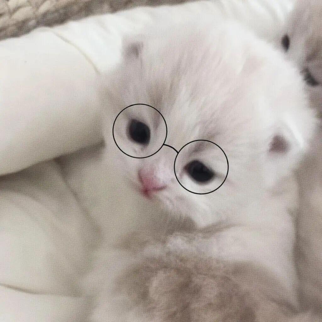 lll咩咩7