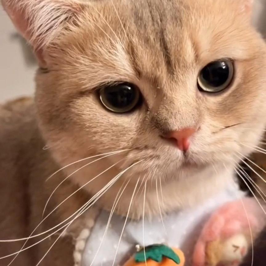 杭州猫猫幼稚园