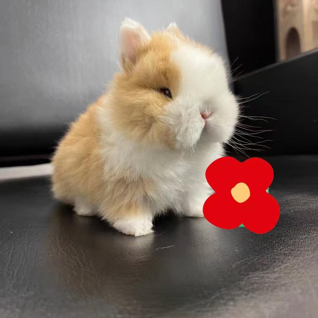 小兔当家优选店