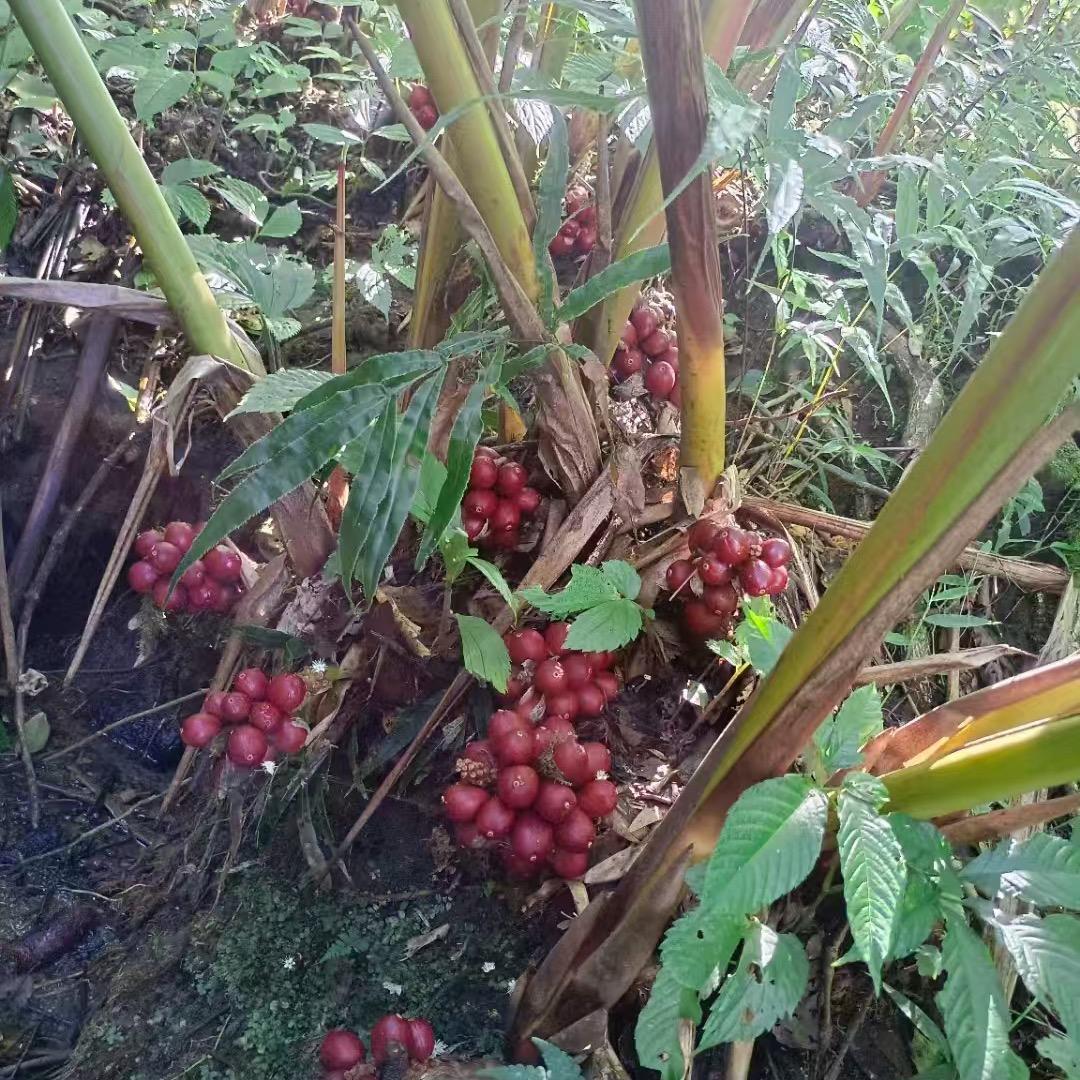 丽丽山货铺