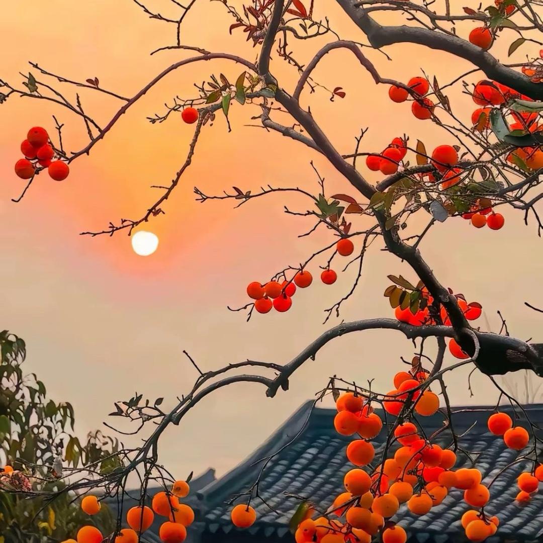 柿柿如意          "