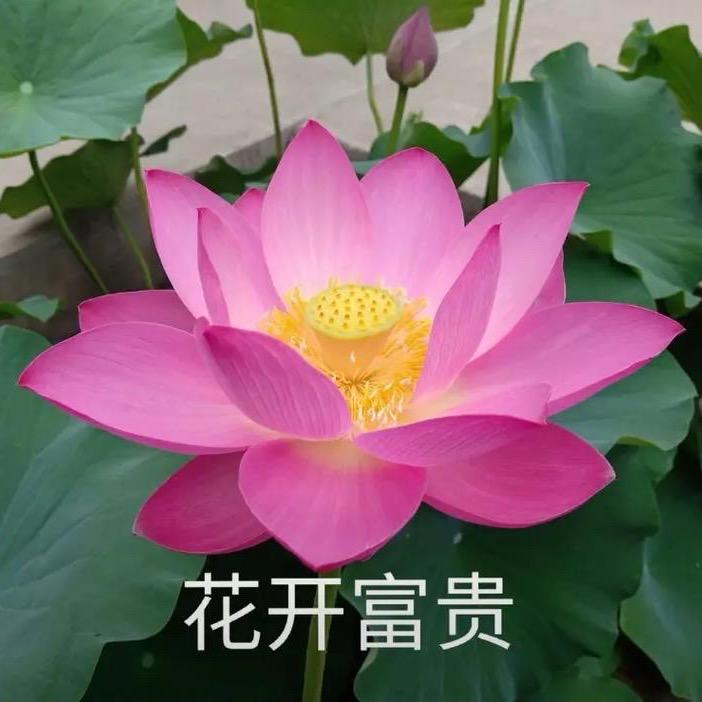 花开富贵～