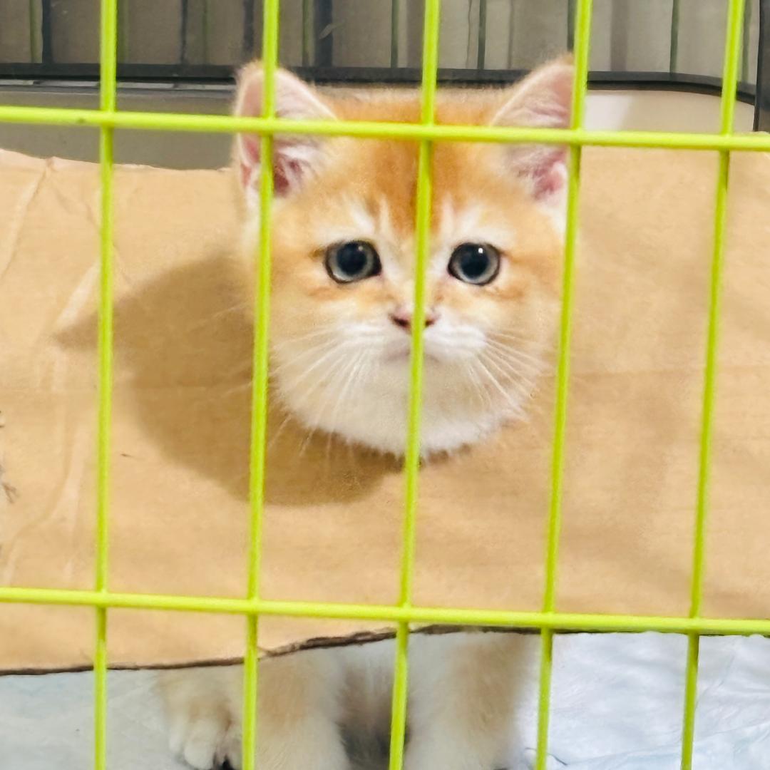 小金子日常🐱