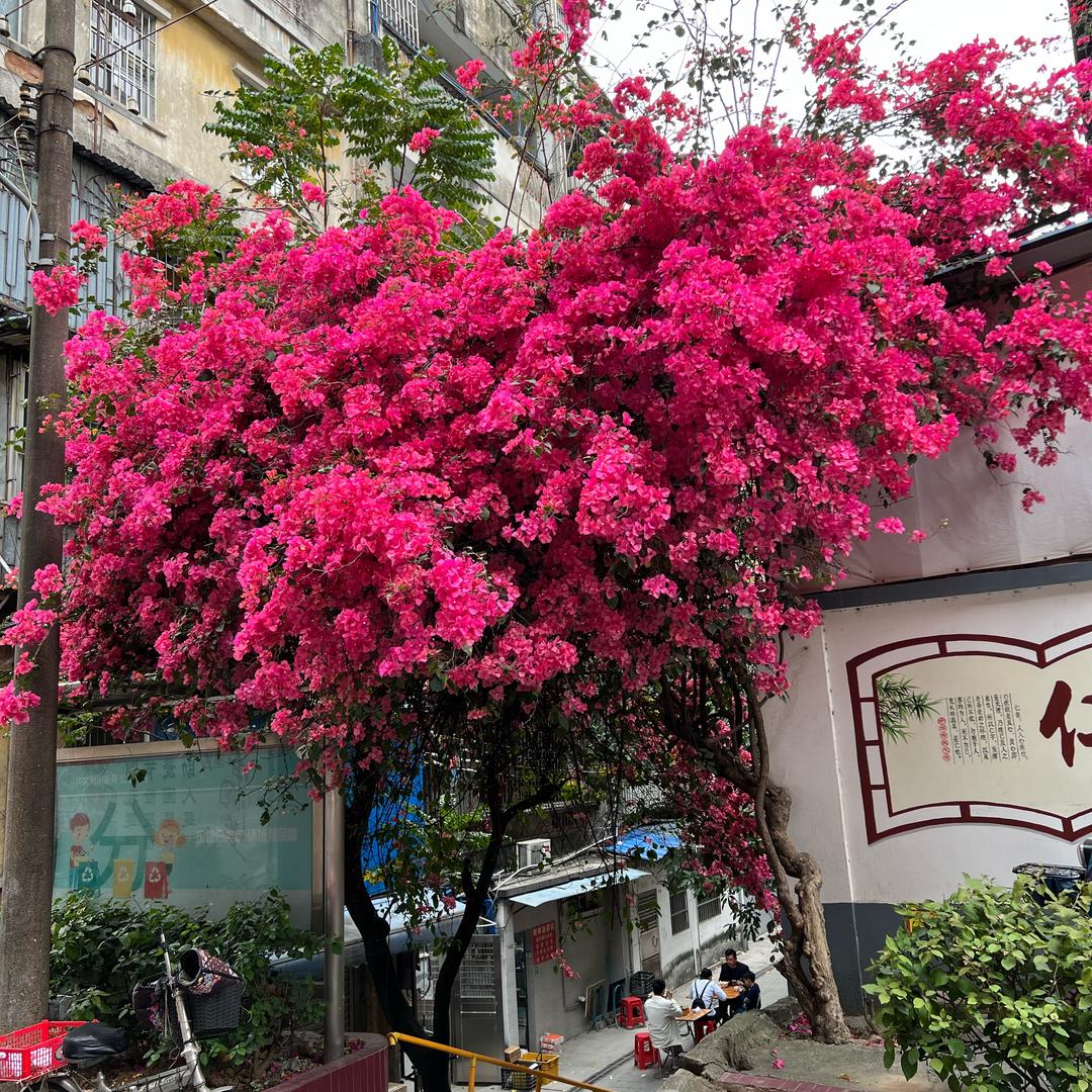 幸运鱼