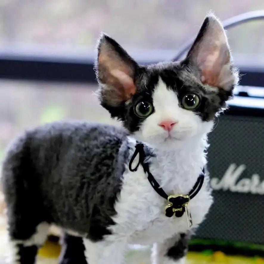 爱吃肉的猫