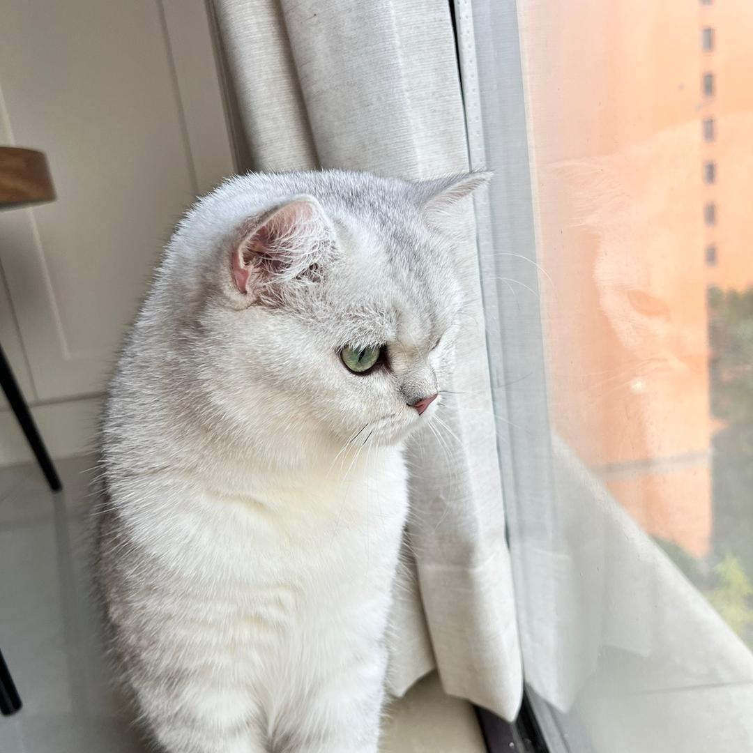 球球宝贝是只猫