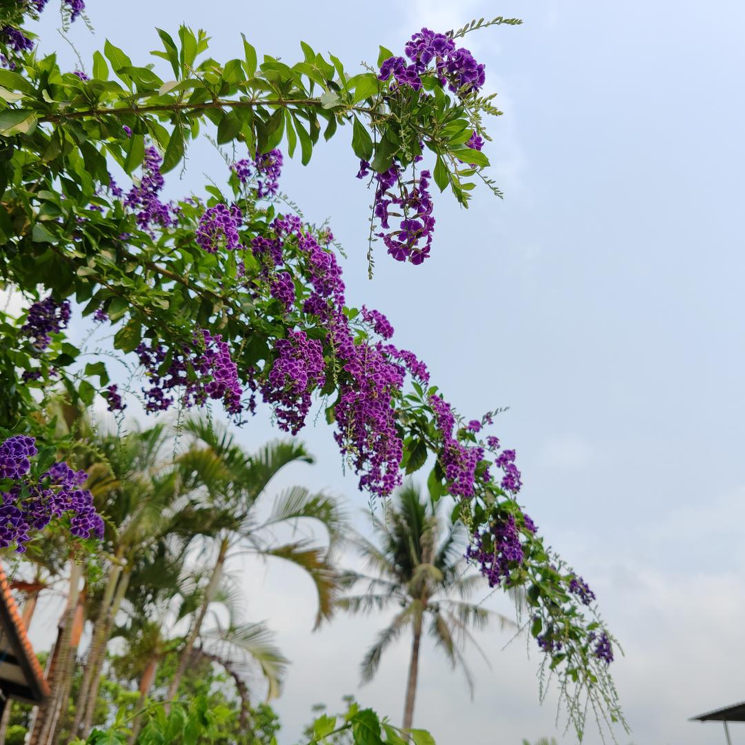 暖阳栀子花
