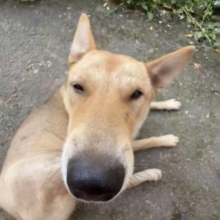 小🦌