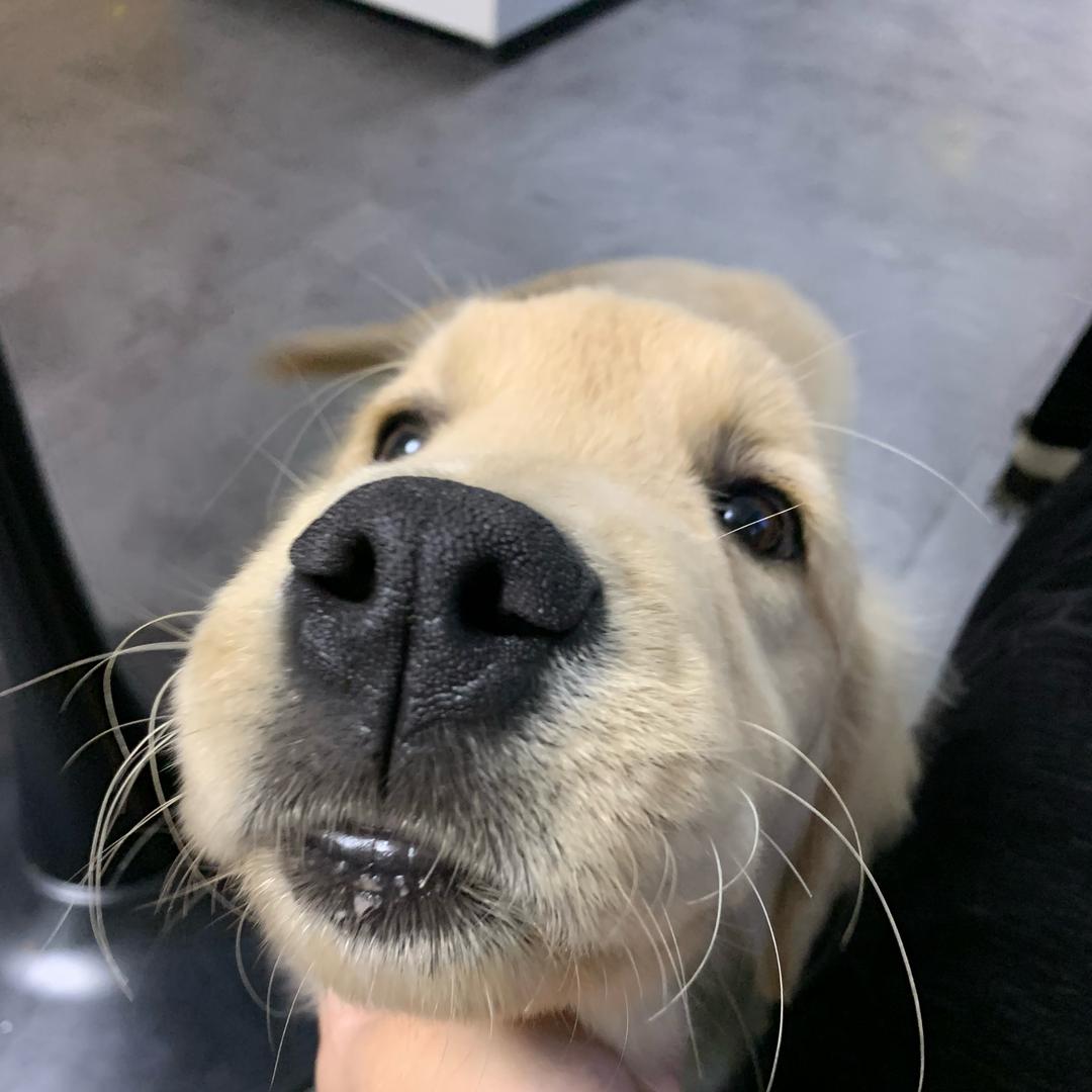 萌宠小筑宠物店