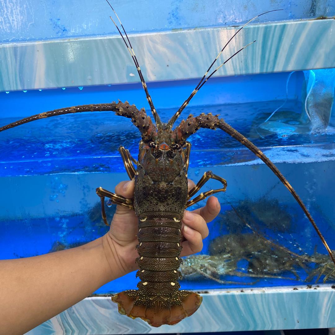 家家生鲜速送