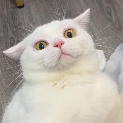 一串价值不菲的葡萄