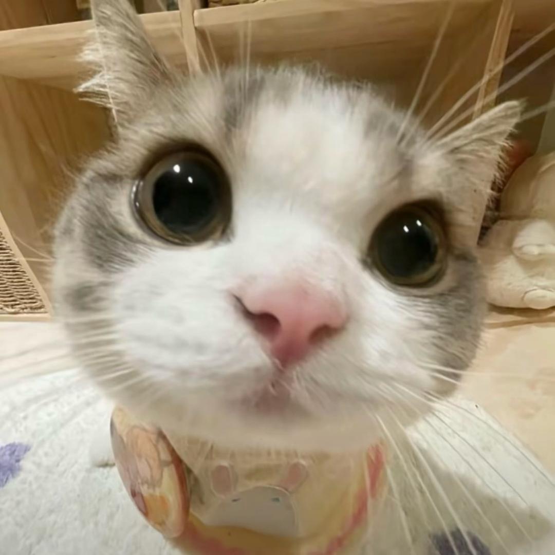 鼠鼠大王
