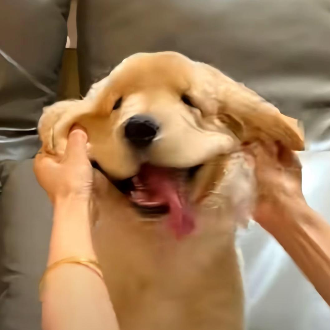 我不是霸王龙