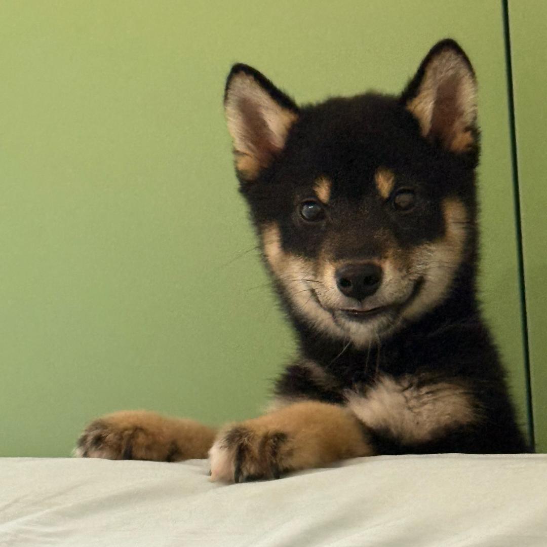 黑芝麻汤圆〰️