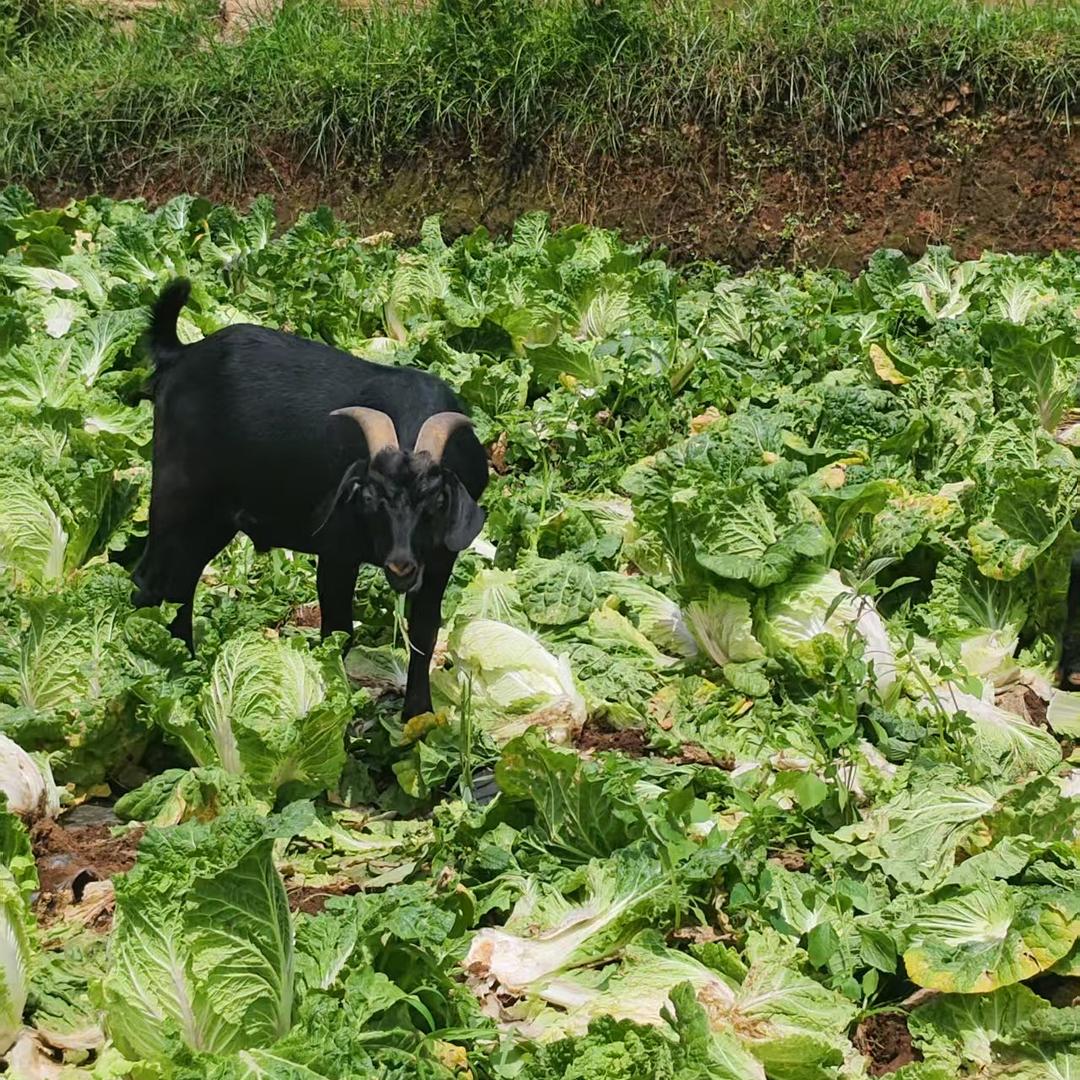 贵州省威宁县炉山镇佑香羊肉店