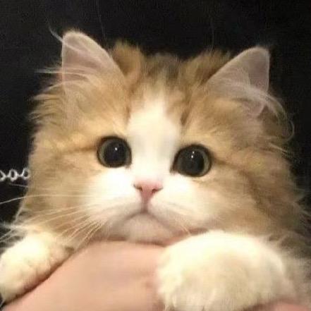 橘猫