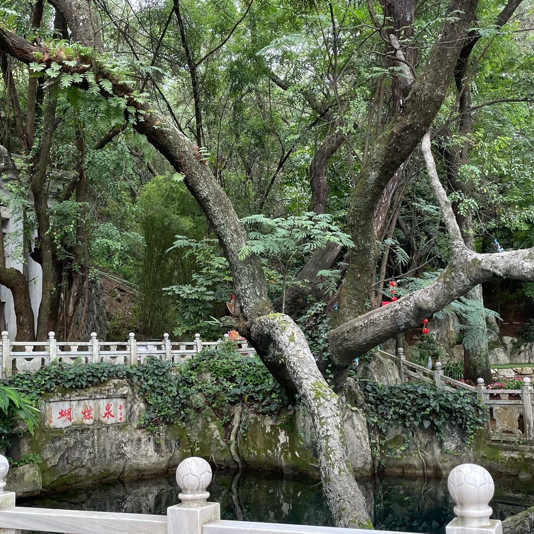 牵着蜗牛🐌去旅行