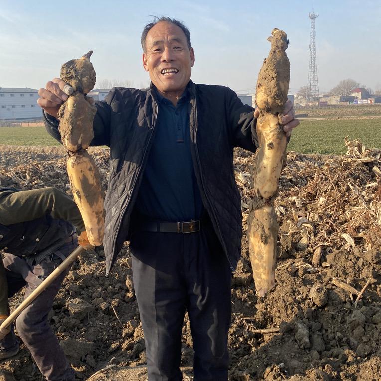 老王家泽畔鲜藕