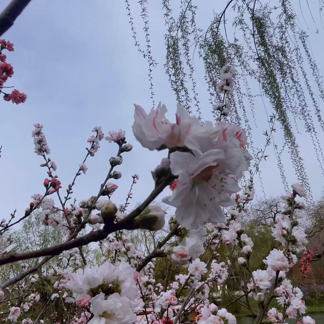 菊