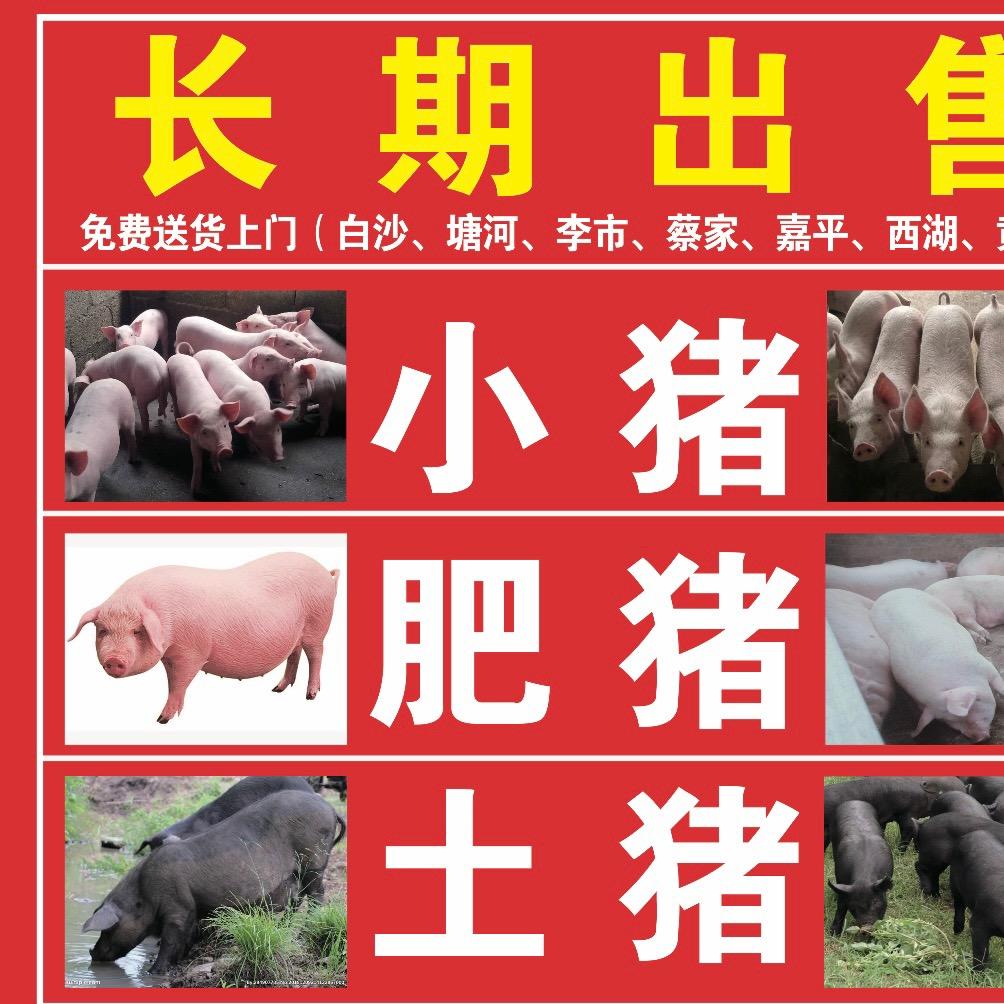 仔猪出售江津陈飞