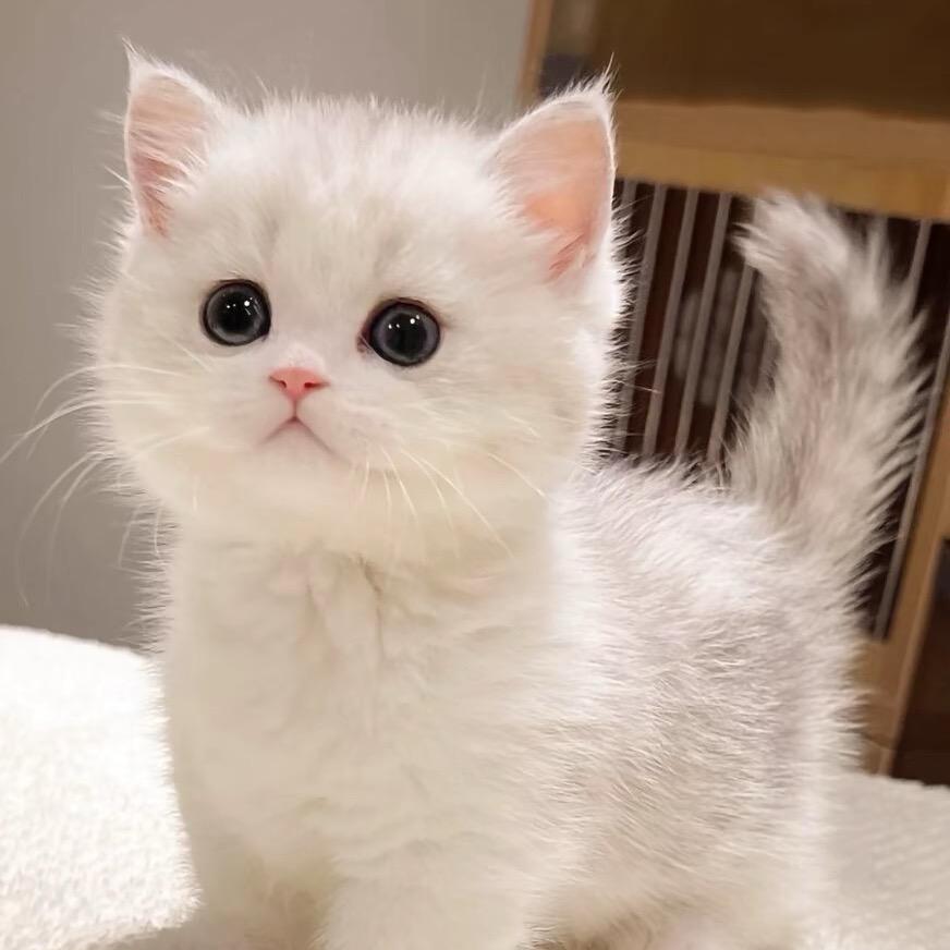 泡泡德文卷毛猫🔥🔥🔥