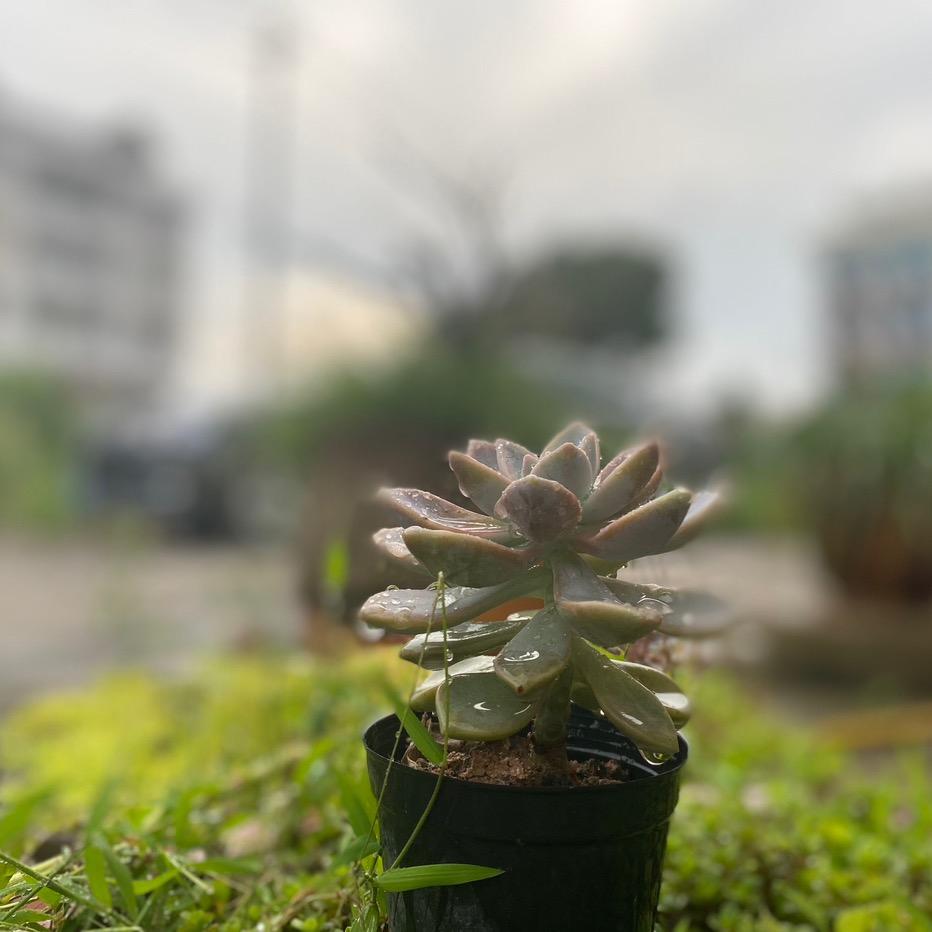 浅浅