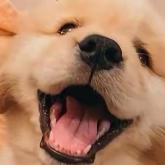 宠物乐园