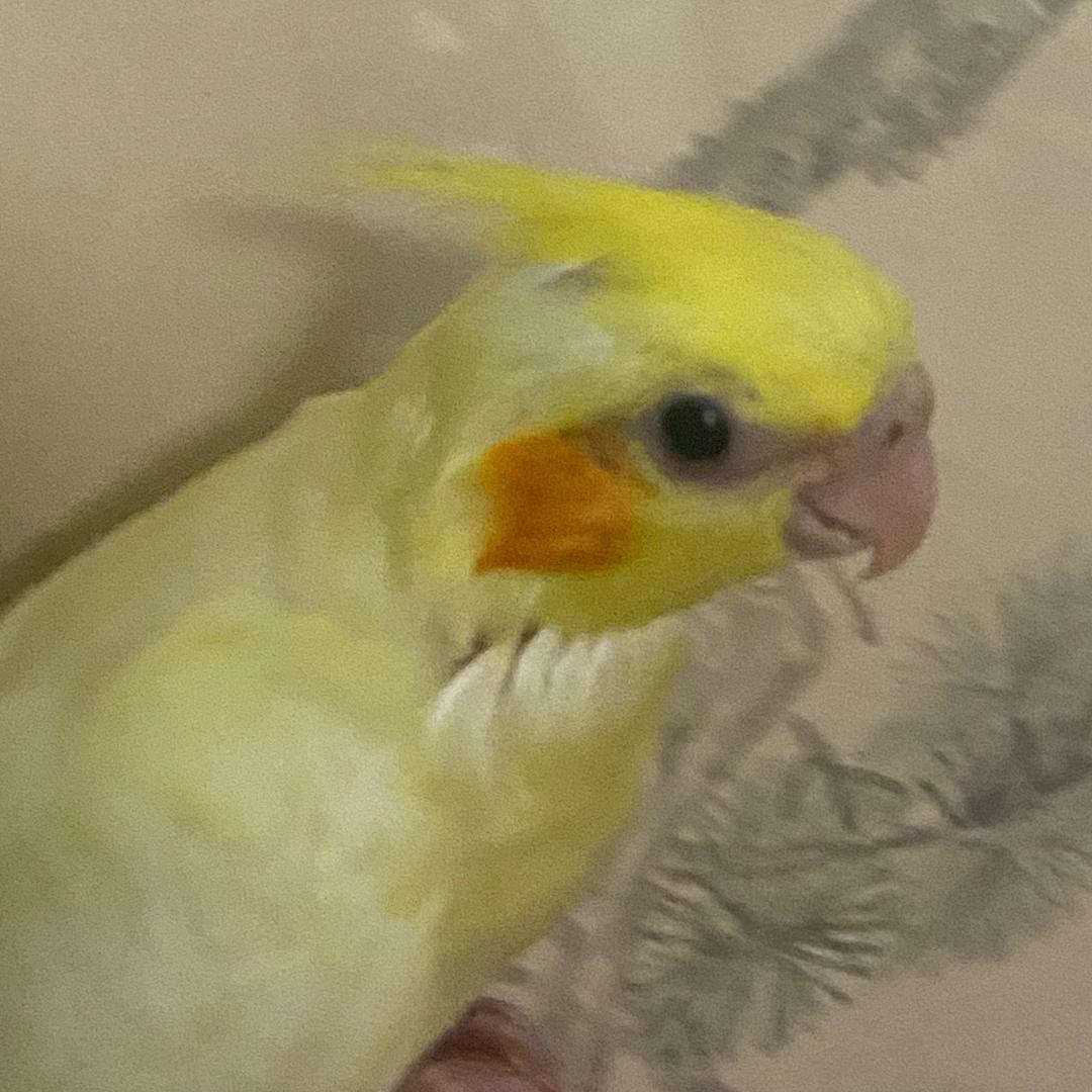 短线韭菜鸟
