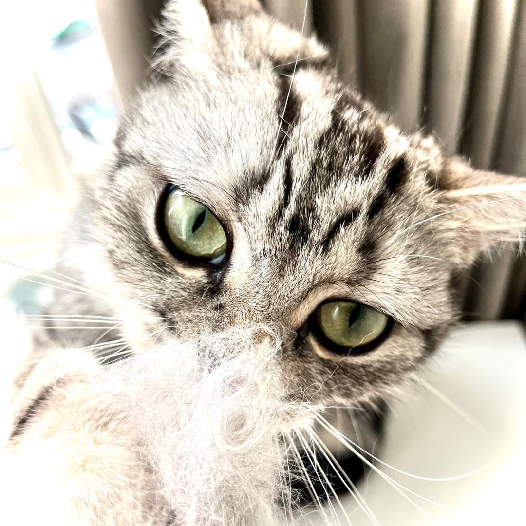 巷子里的老猫