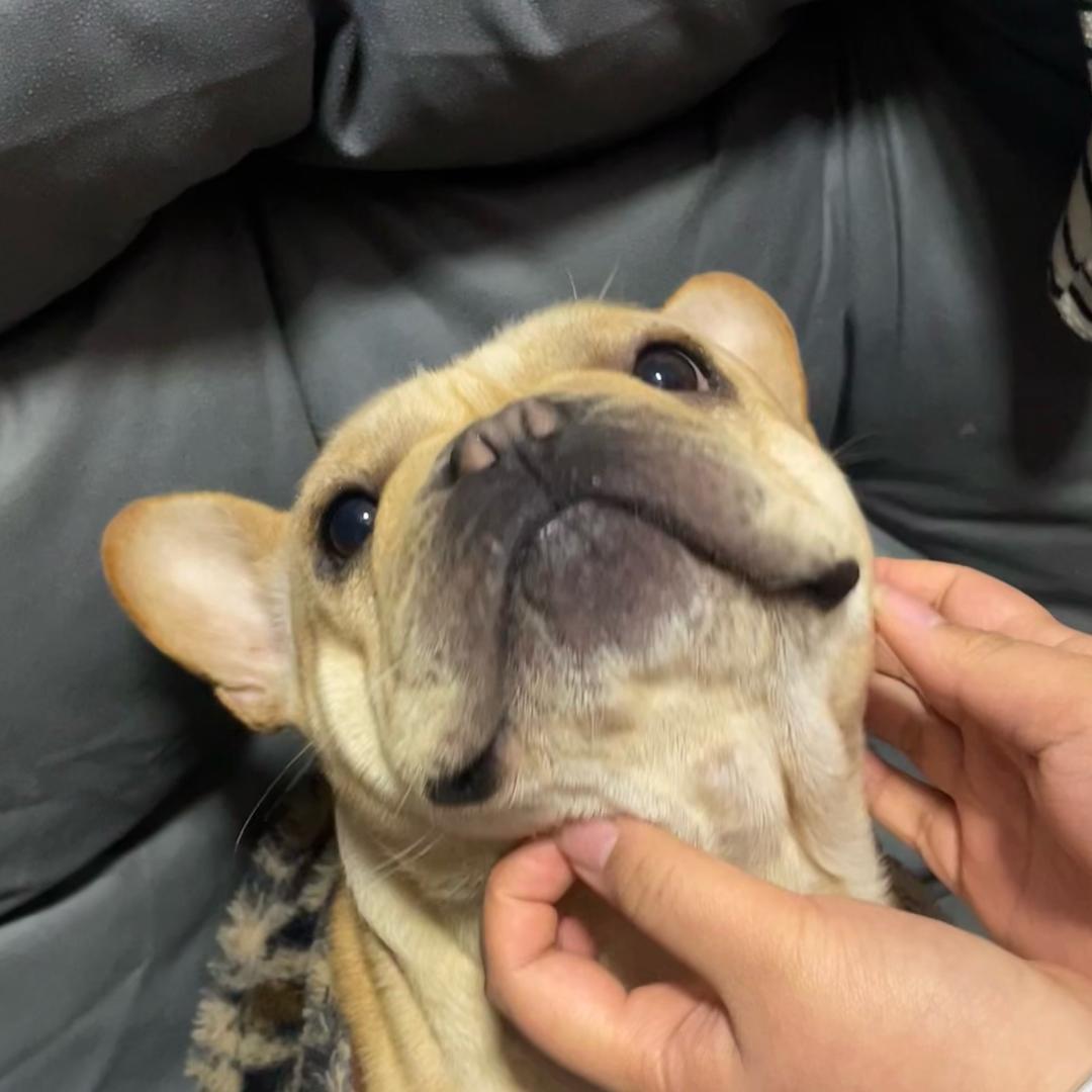 没头脑和不高兴🍊