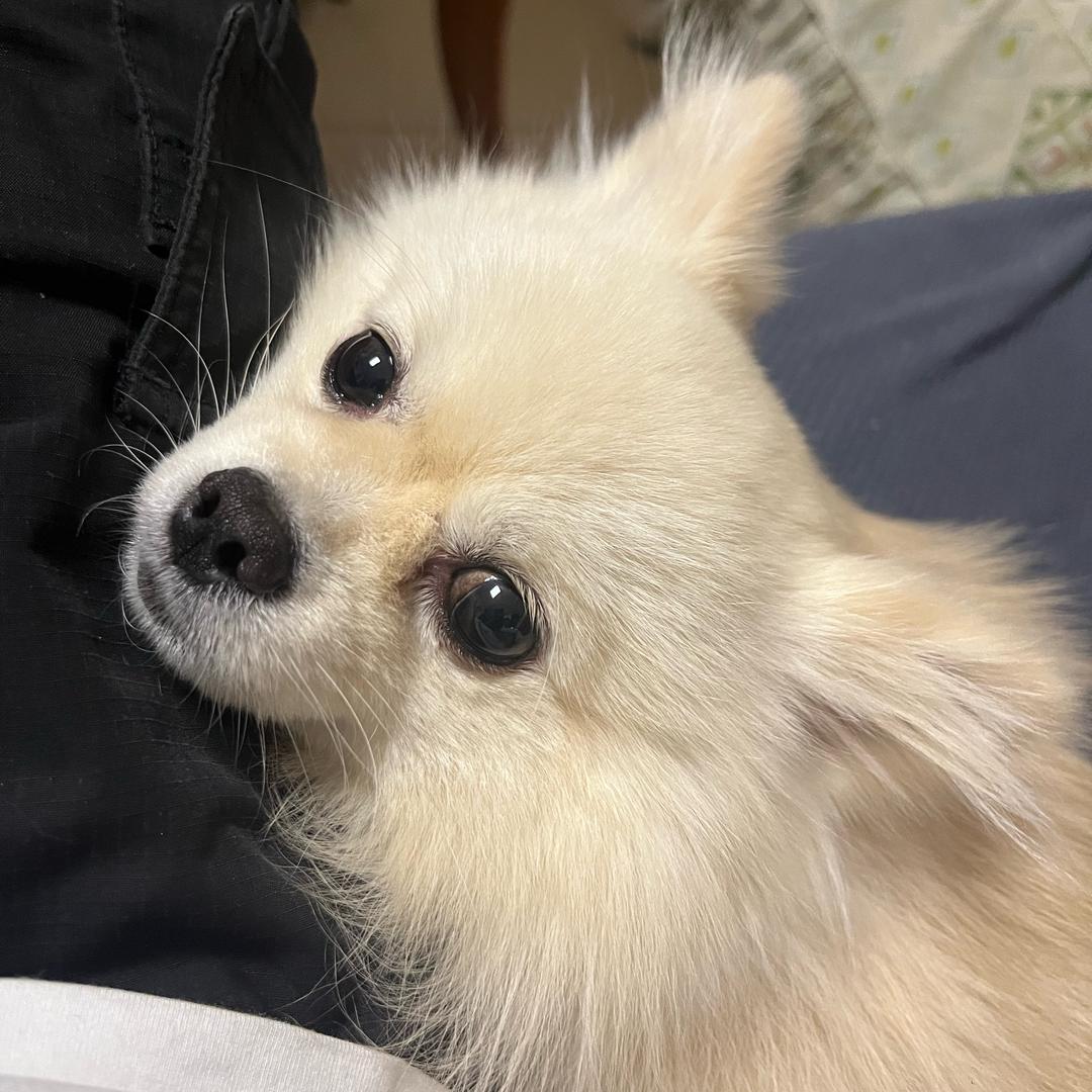 不吃香菜（吃香菜版）