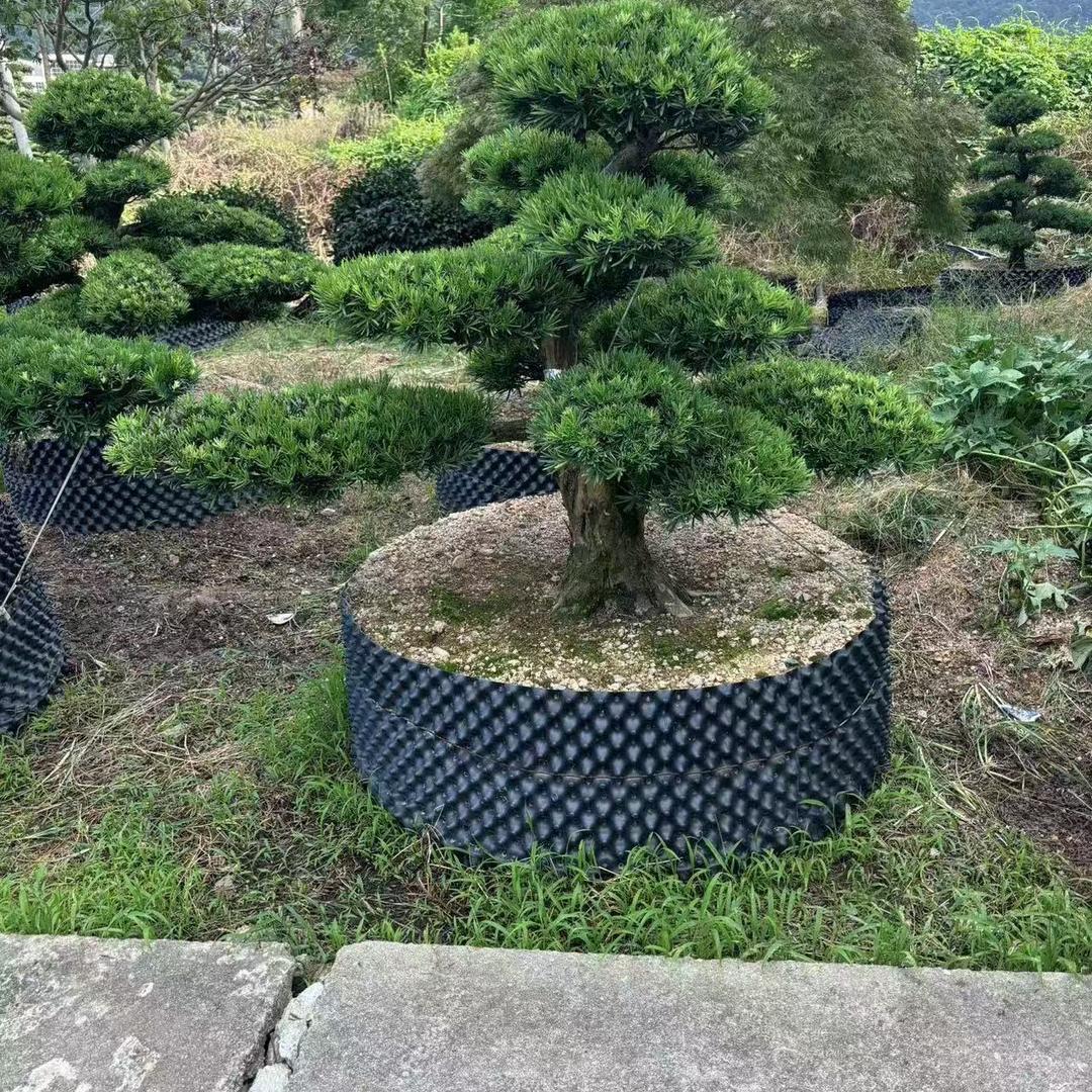 源林盆景园艺