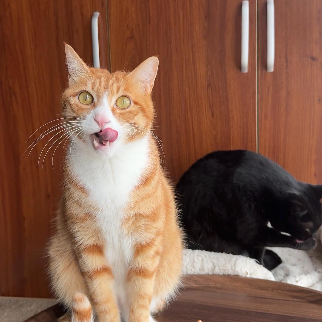 大力是只猫