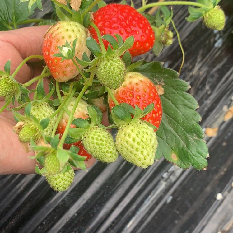 黑水塘草莓基地