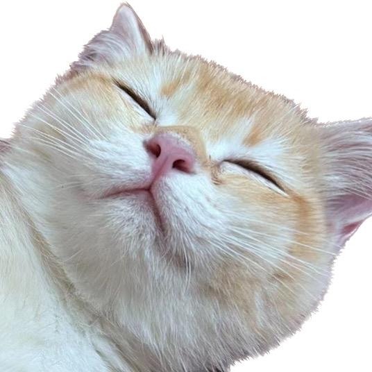 猫毛菩提